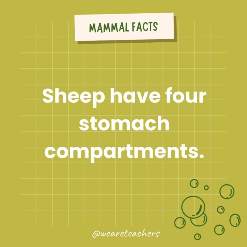 Sheep have four stomachs.- animal facts