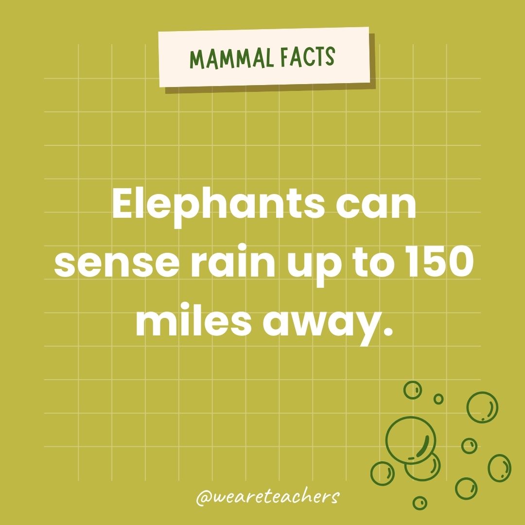 Elephants can sense rain up to 150 miles away.