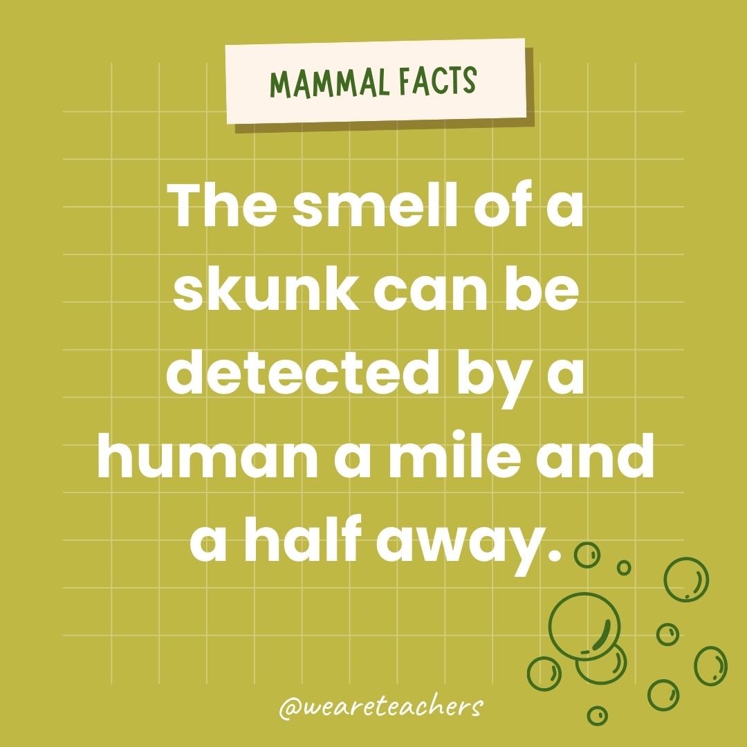 The smell of a skunk can be detected by a human a mile and a half away.