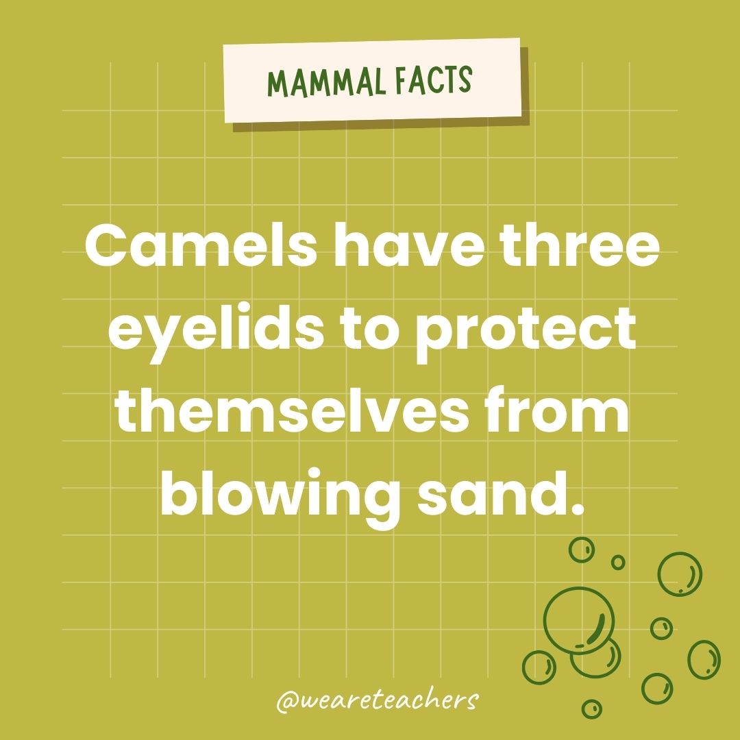 Camels have three eyelids to protect themselves from blowing sand.