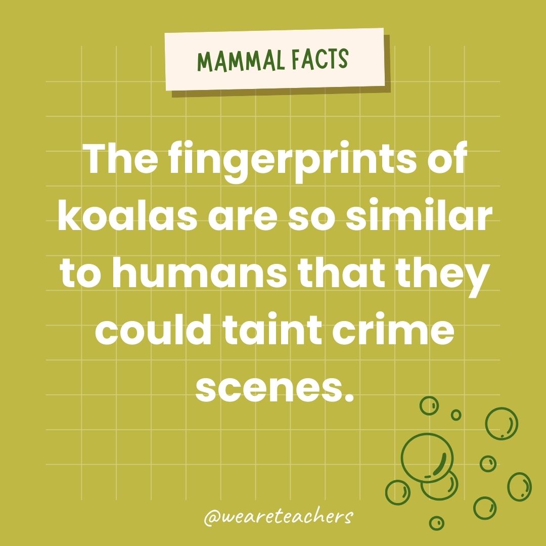 The fingerprints of koalas are so similar to humans that they could taint crime scenes.