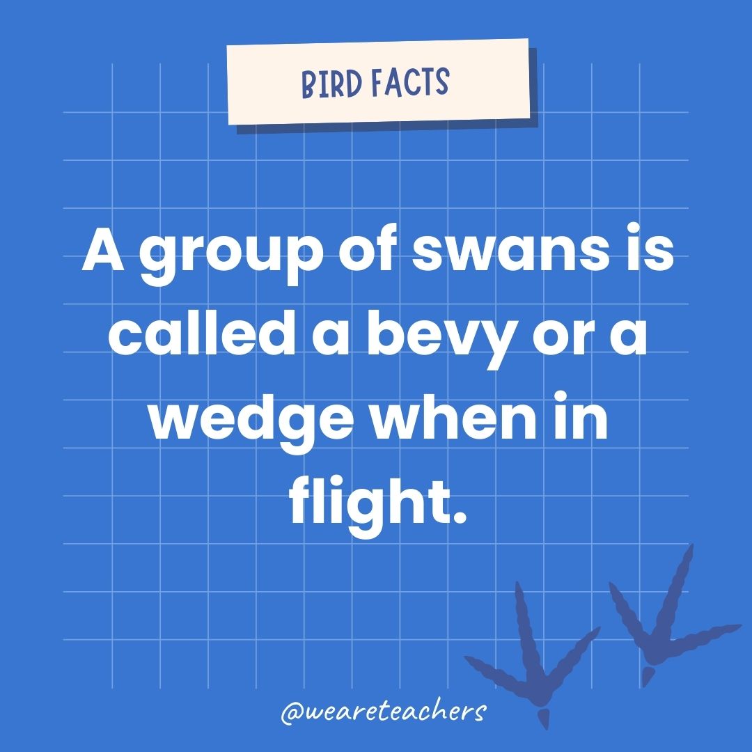 A group of swans is called a bevy or a wedge when in flight.