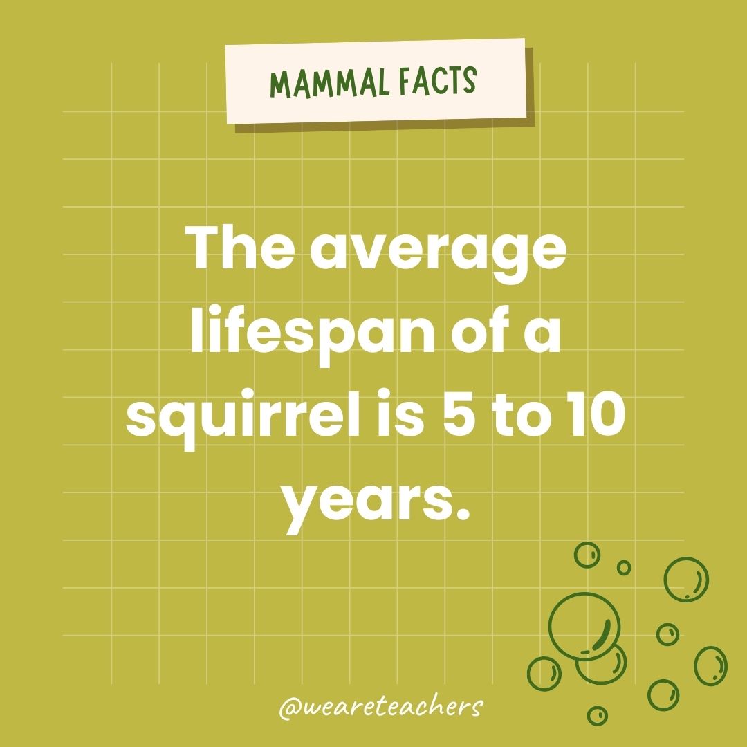 The average lifespan of a squirrel is 5 to 10 years.