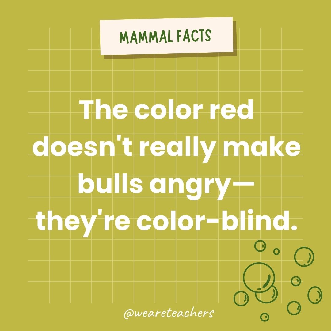 The color red doesn’t really make bulls angry during bullfights—they are color-blind.- animal facts