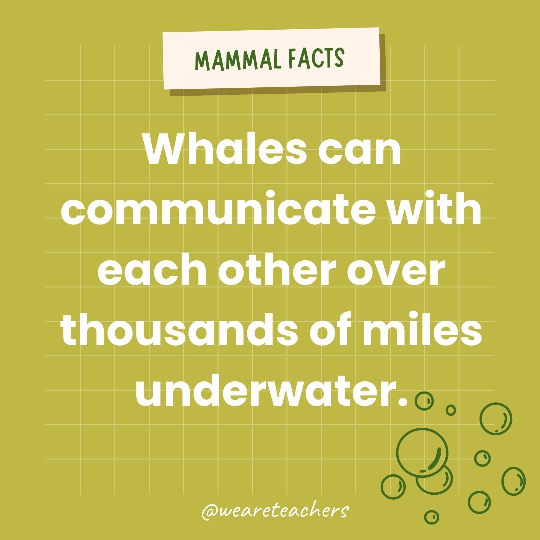 Whales can communicate with each other over thousands of miles underwater.- animal facts