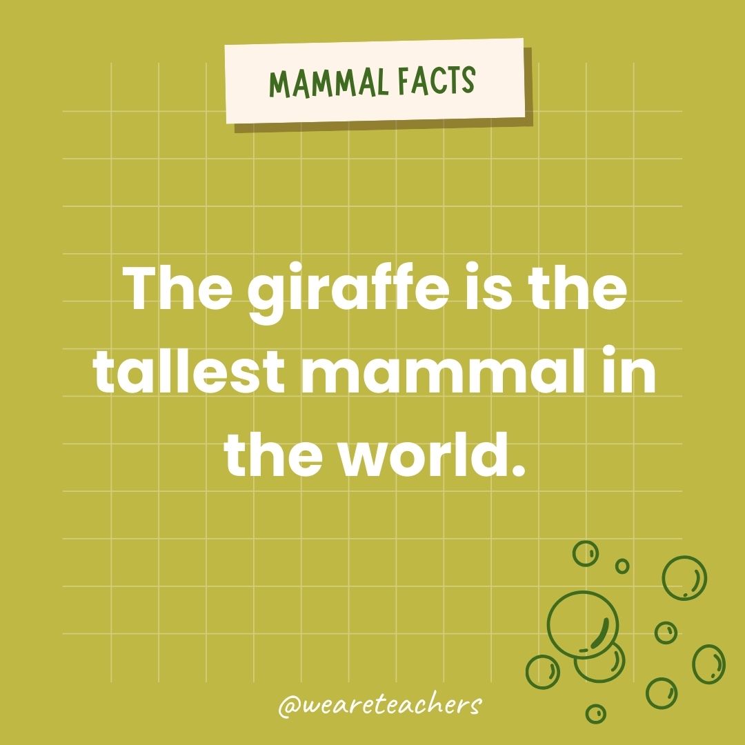 The giraffe is the tallest mammal in the world.  