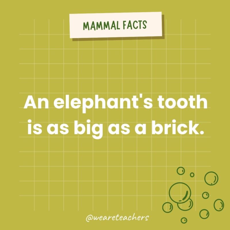 An elephant's tooth is as big as a brick.