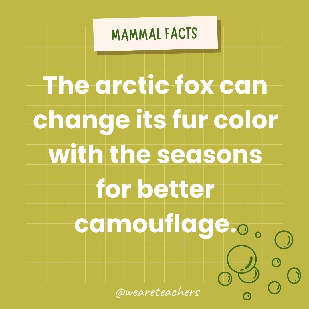 The arctic fox can change its fur color with the seasons for better camouflage.