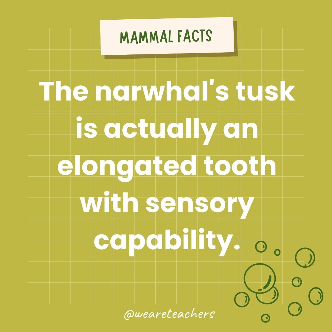 The narwhal's tusk is actually an elongated tooth with sensory capability.