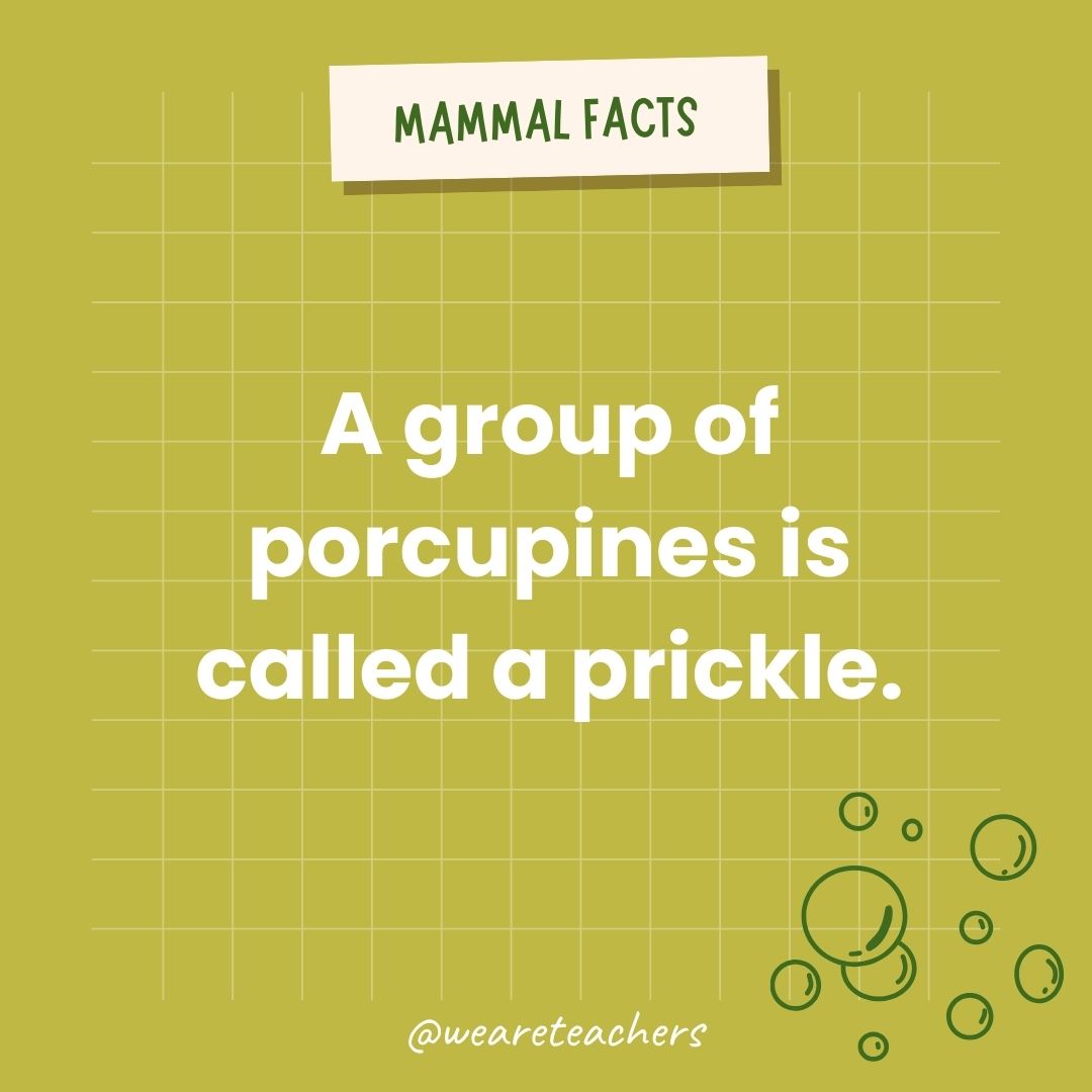 A group of porcupines is called a prickle.  - animal facts