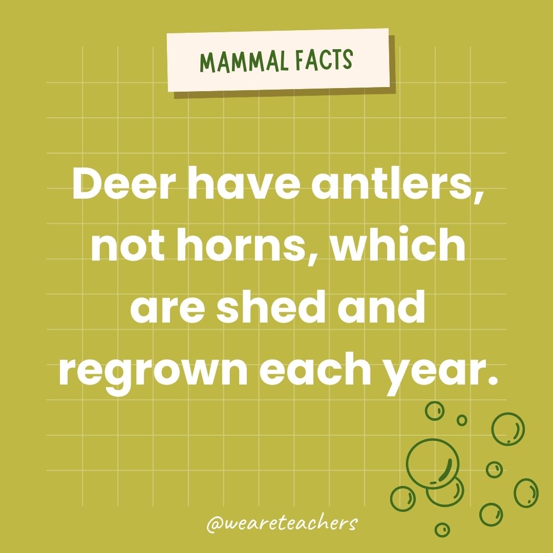 Deer have antlers, not horns, which are shed and regrown each year.