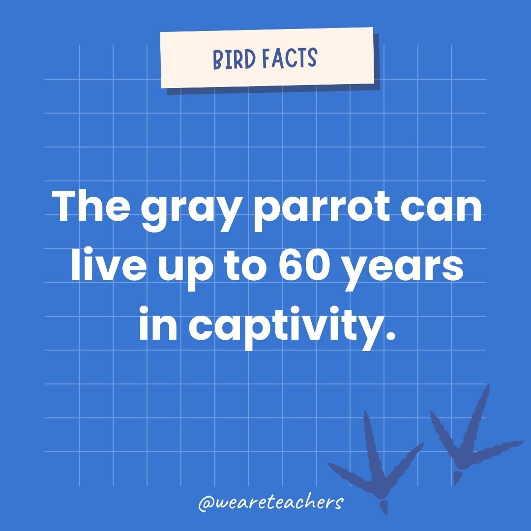 The gray parrot can live up to 60 years in captivity.