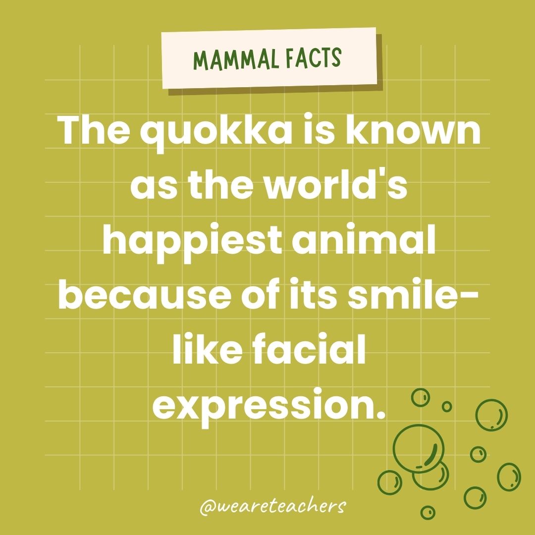 The quokka is known as the world's happiest animal because of its smile-like facial expression.