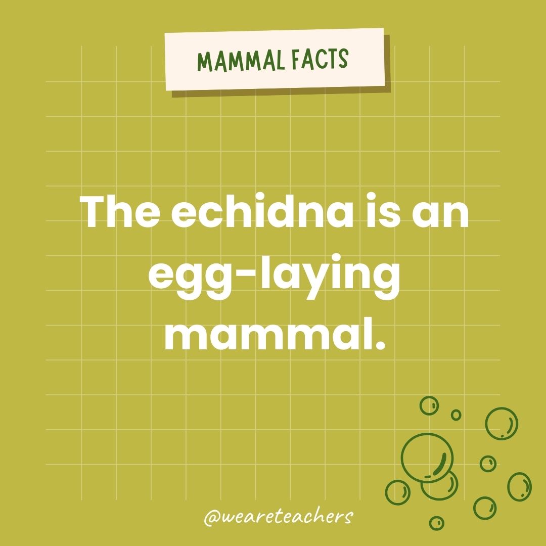 The echidna is an egg-laying mammal.- animal facts