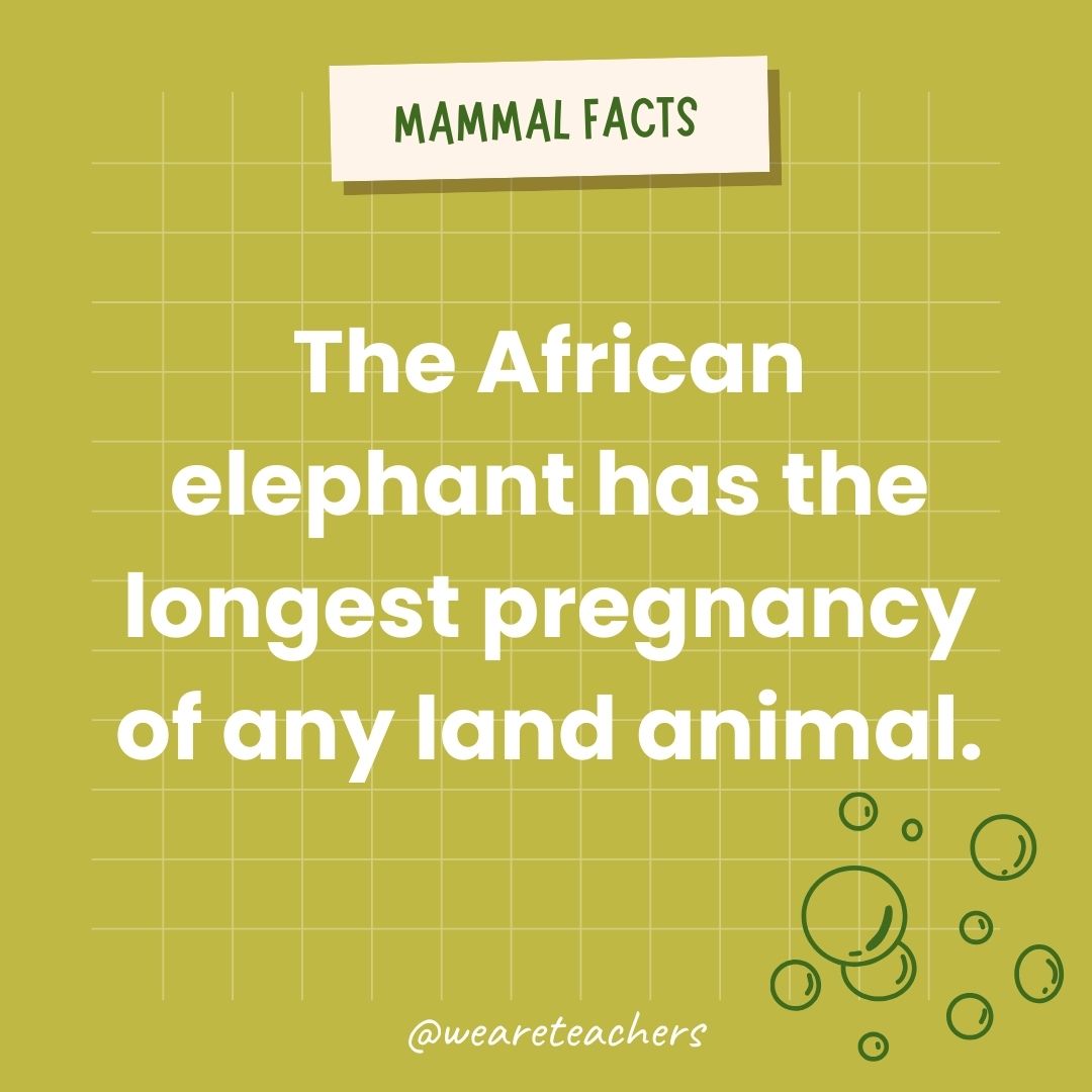 The African elephant has the longest pregnancy of any land animal.- animal facts