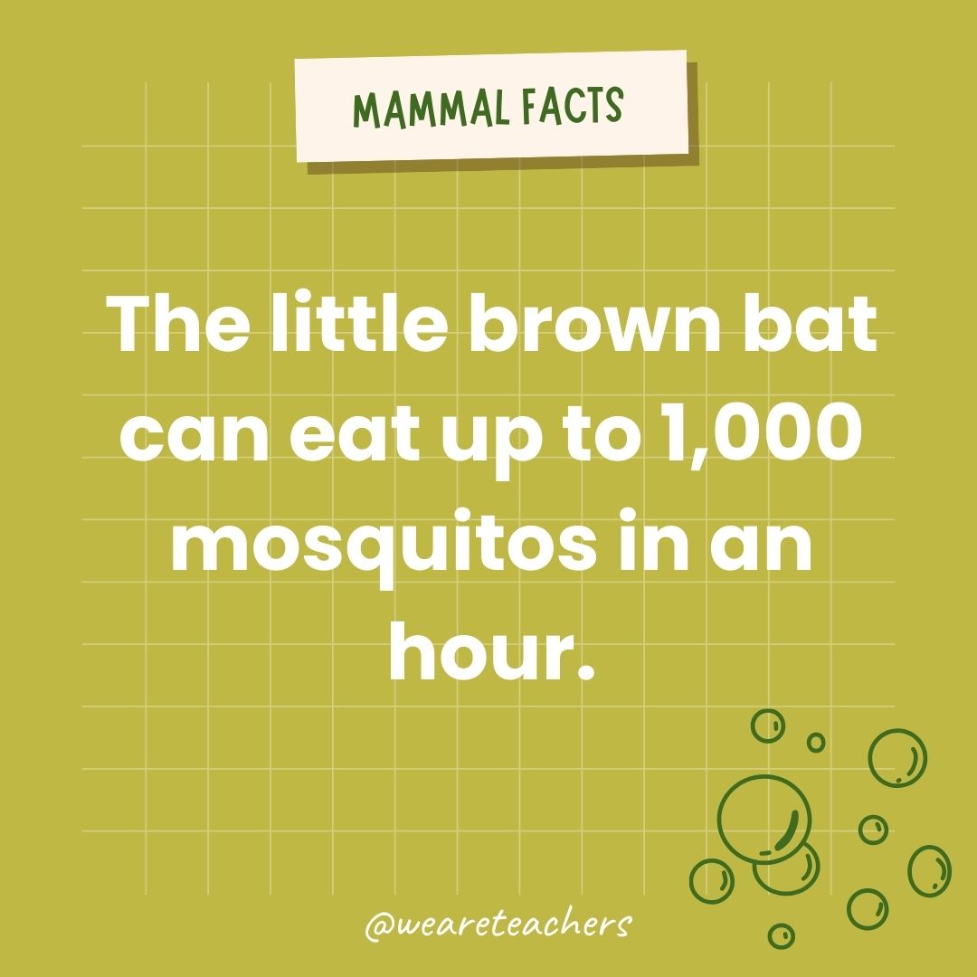 The little brown bat can eat up to 1,000 mosquitoes in an hour.