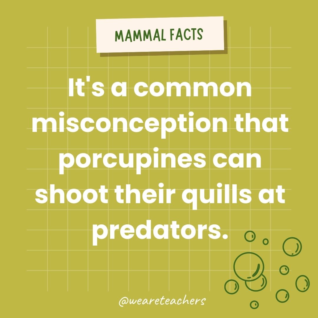 It's a common misconception that porcupines can shoot their quills at predators.