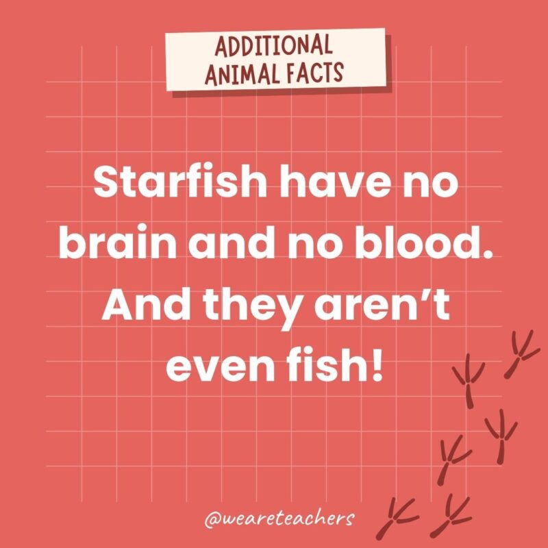 Starfish have no brain and no blood. And they aren't even fish!