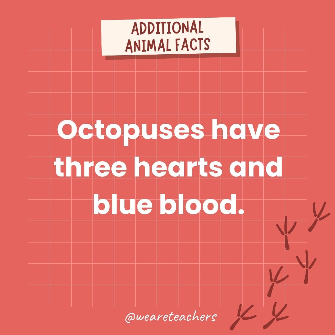 Octopuses have three hearts and blue blood.