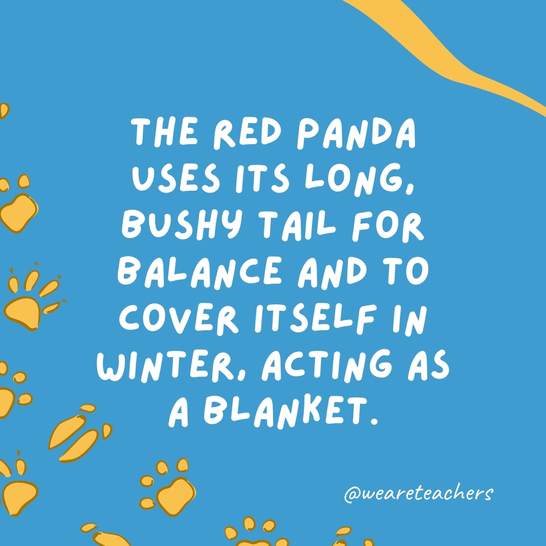 The red panda uses its long, bushy tail for balance and to cover itself in winter, acting as a blanket.