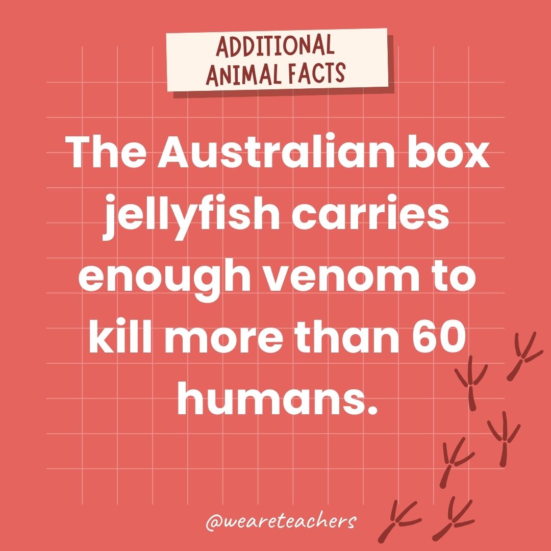 The Australian box jellyfish carries enough venom to kill more than 60 humans.