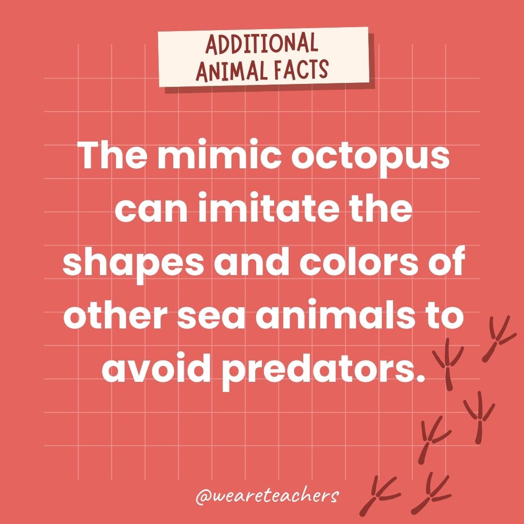 The mimic octopus can imitate the shapes and colors of other sea animals to avoid predators.