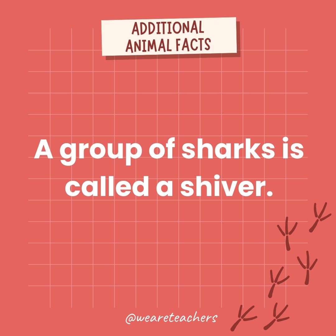 A group of sharks swimming close together and exhibiting synchronized movement is called a shiver.- animal facts