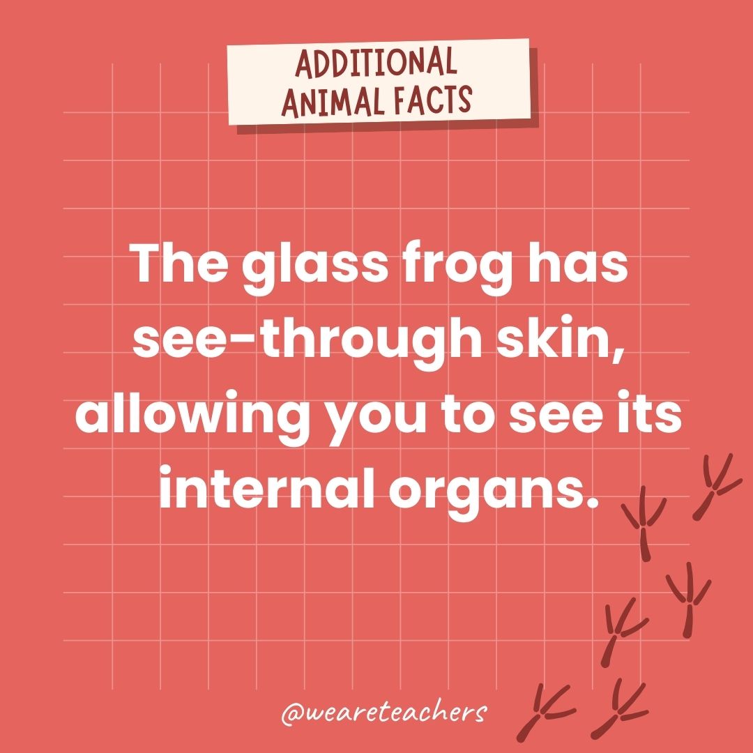 The glass frog has see-through skin, allowing you to see its internal organs.