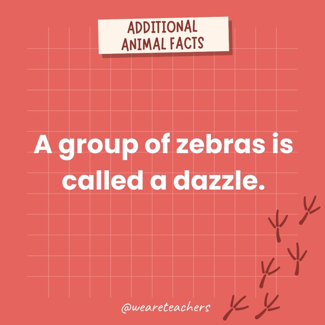 A group of zebras is called a dazzle.