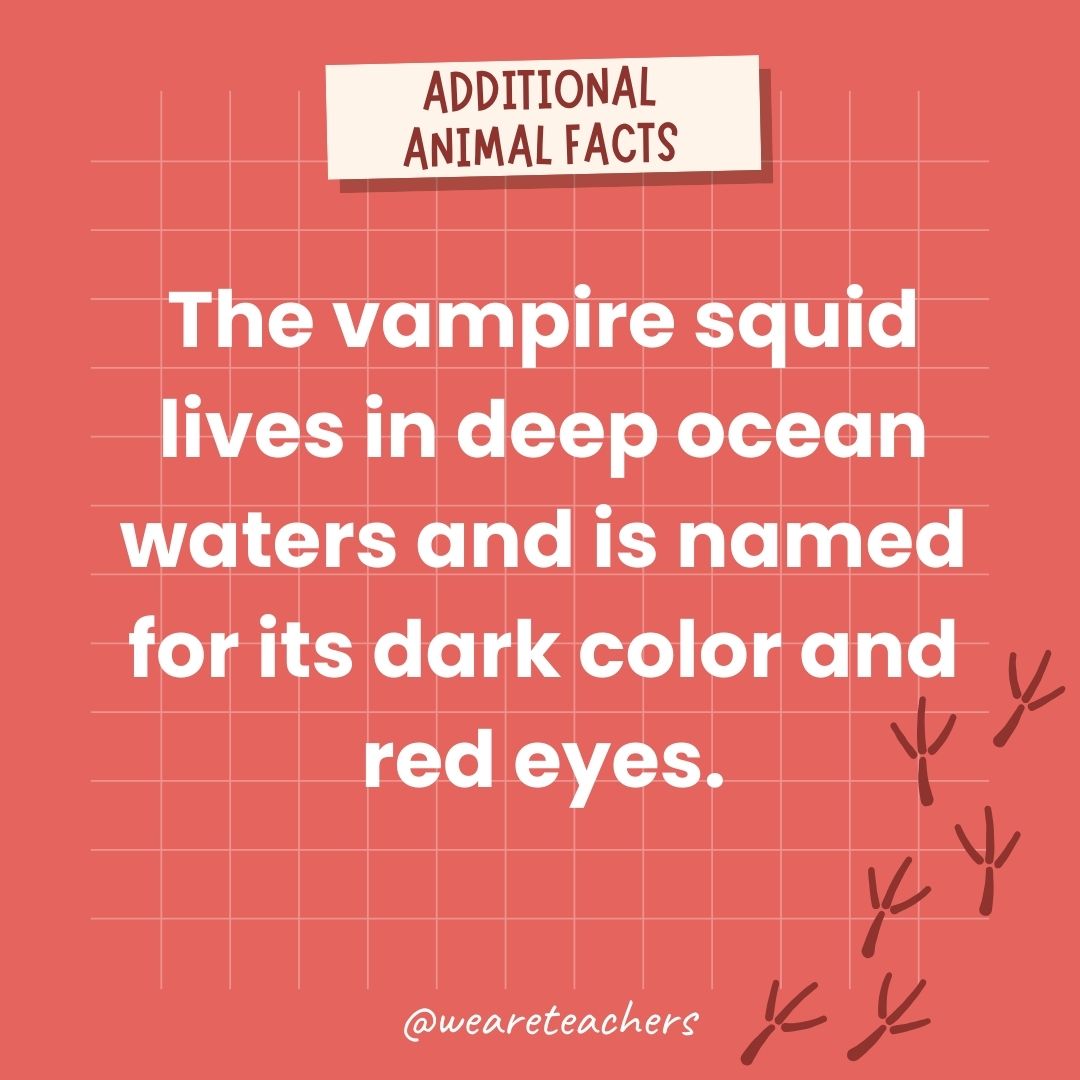 The vampire squid lives in deep ocean waters and is named for its dark color and red eyes.- animal facts