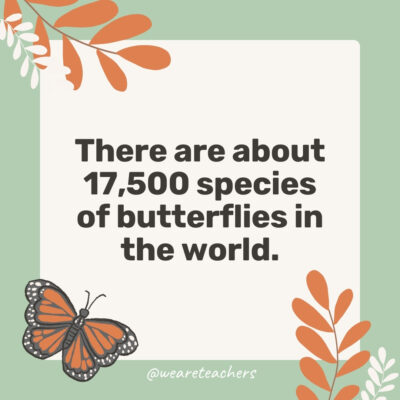 35 Fascinating and Fun Facts About Butterflies