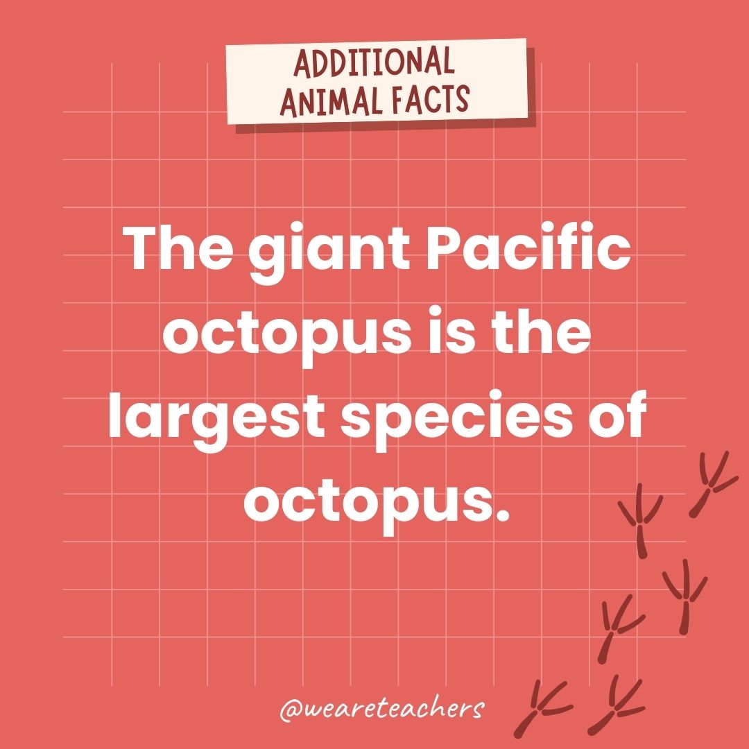 vThe giant Pacific octopus is the largest species of octopus.- animal facts