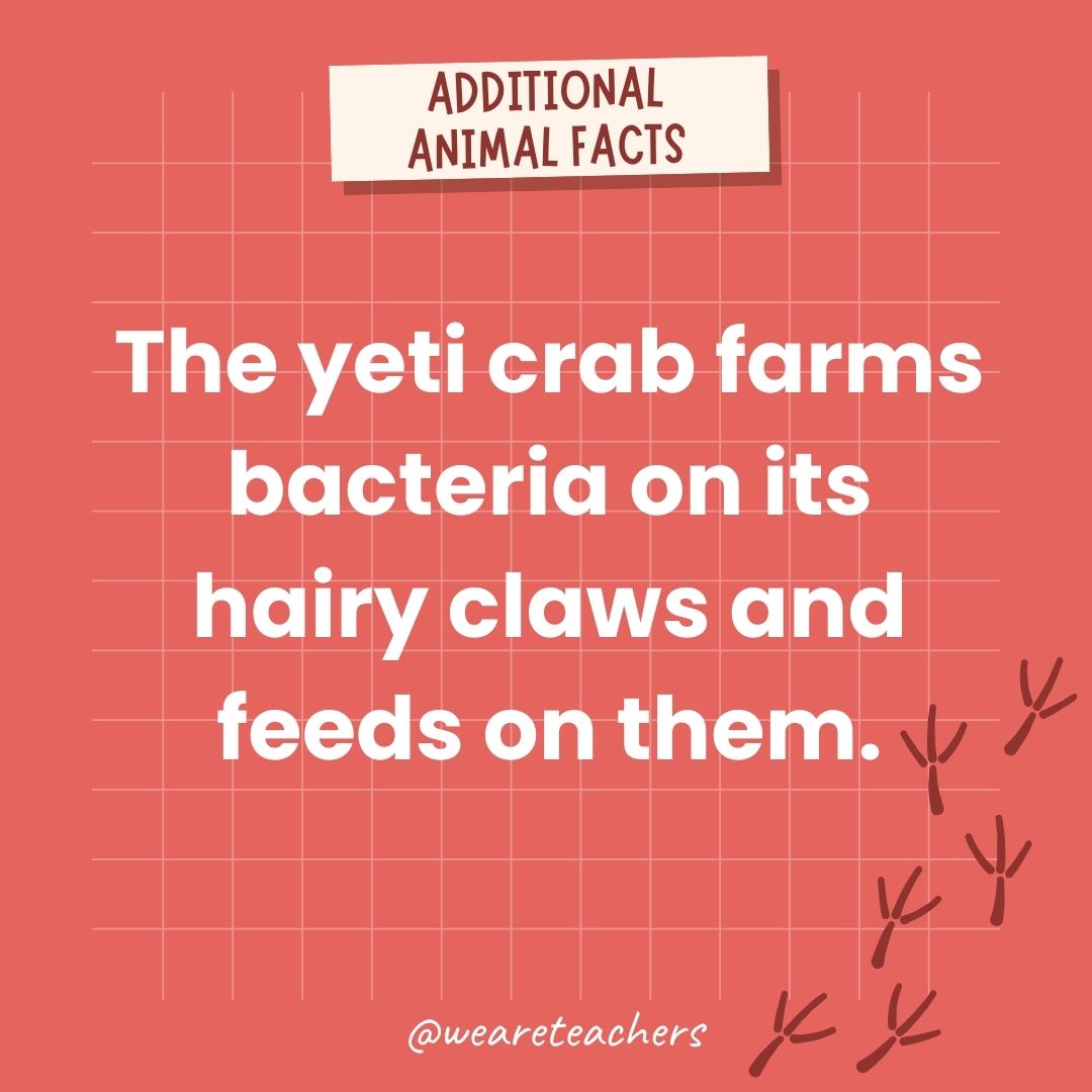 The yeti crab farms bacteria on its hairy claws and feeds on them.