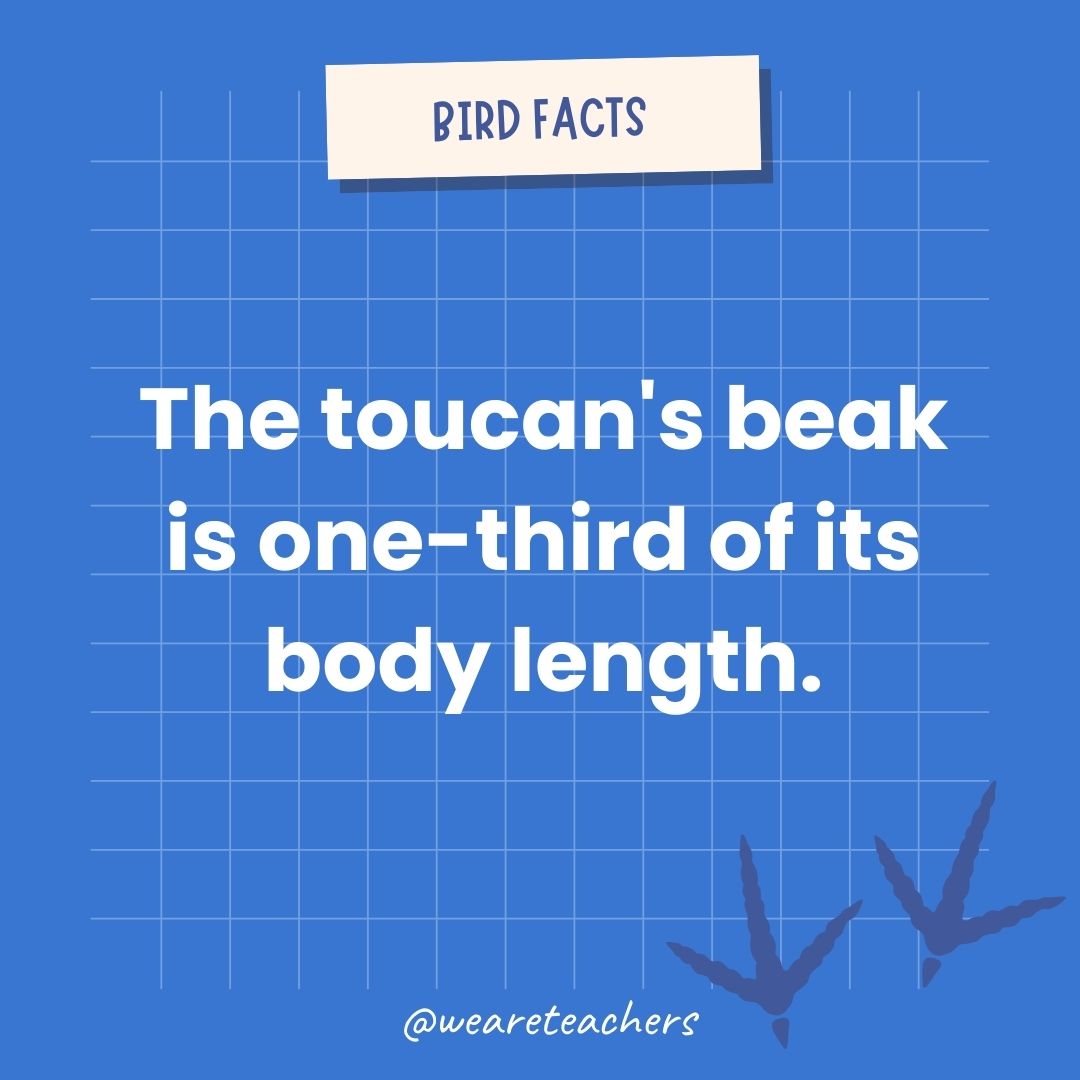 The toucan’s beak is one-third of its body length.