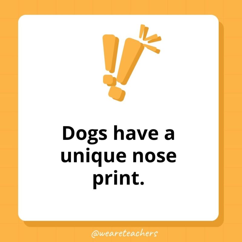 Dogs have a unique nose print. 