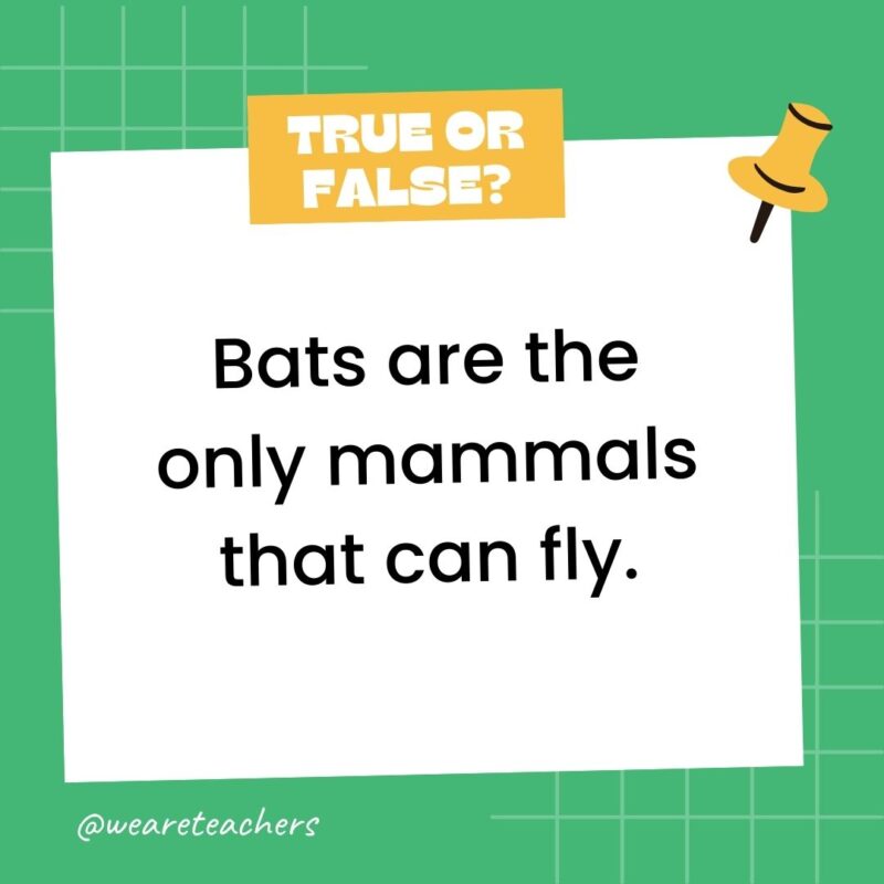 Bats are the only mammals that can fly.