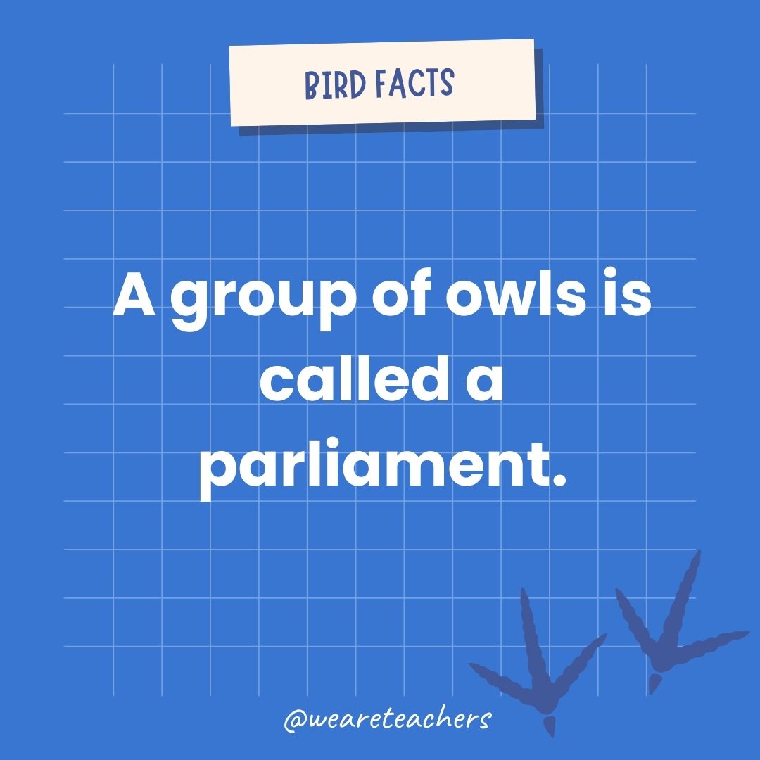 A group of owls is called a parliament.- animal facts