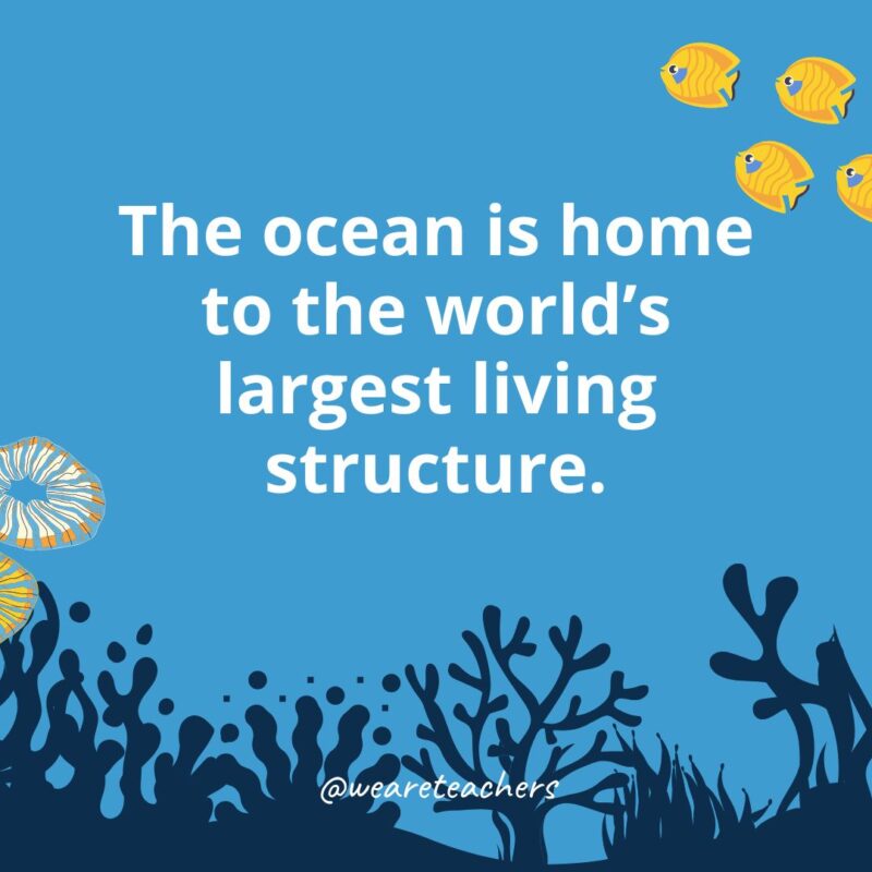 The ocean is home to the world’s largest living structure.