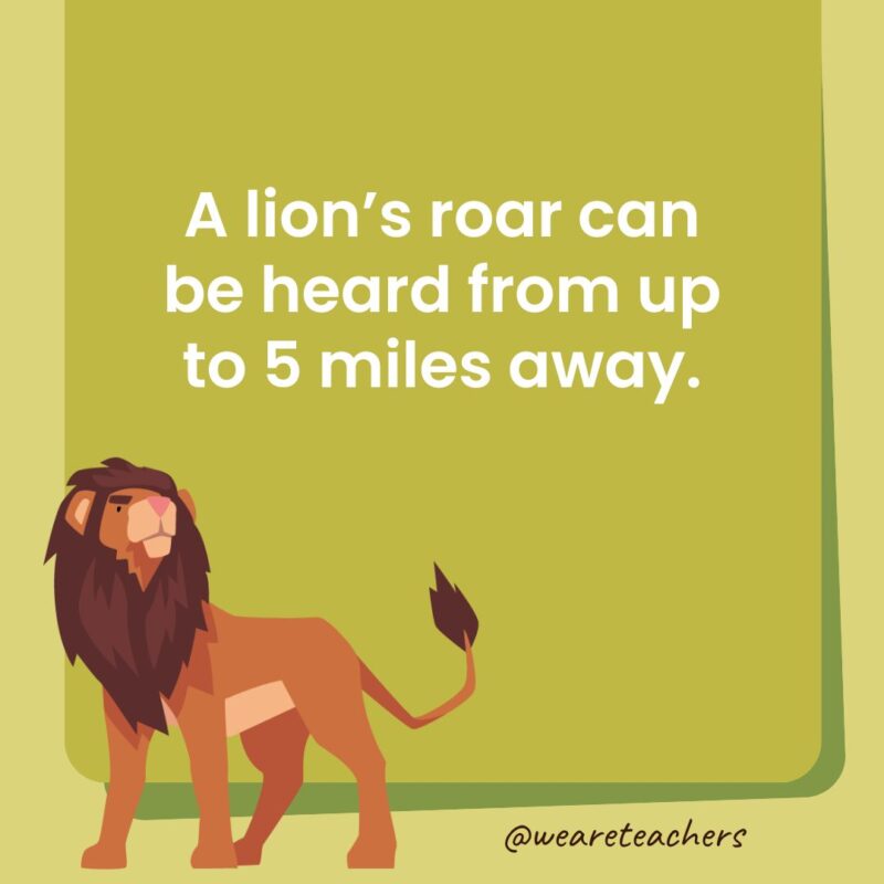 A lion’s roar can be heard from up to 5 miles away.
