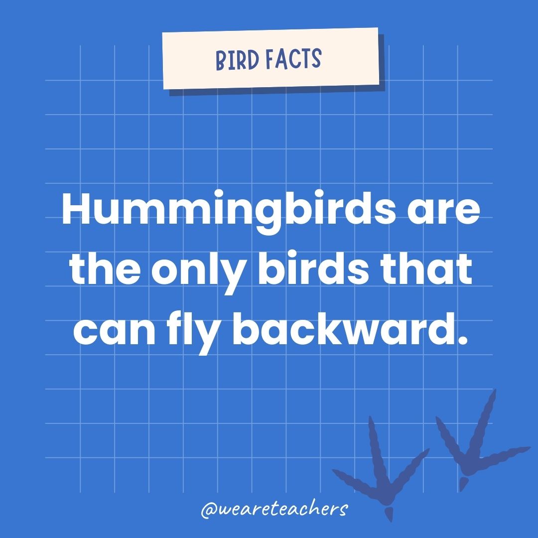 Hummingbirds are the only birds that can fly backward.  