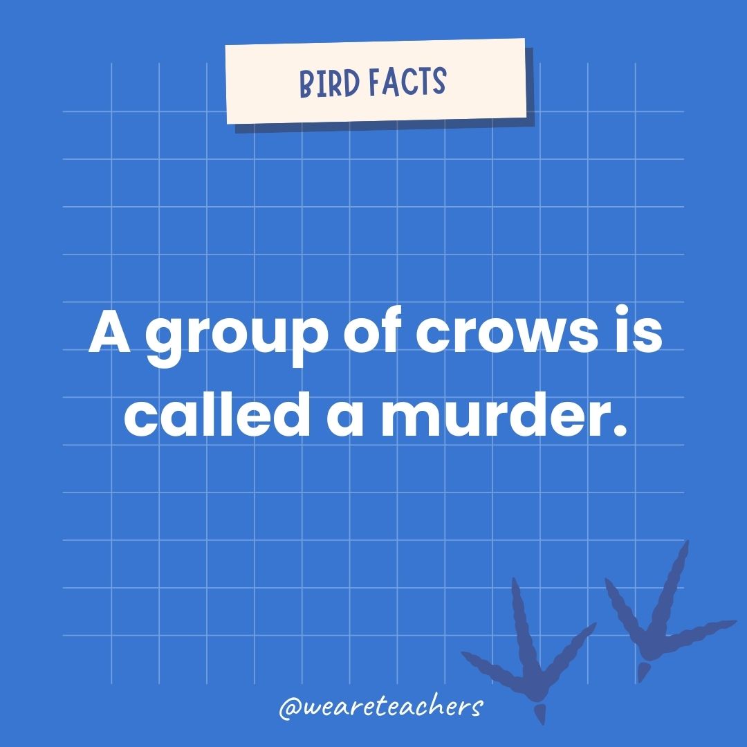 A group of crows is called a murder.- animal facts