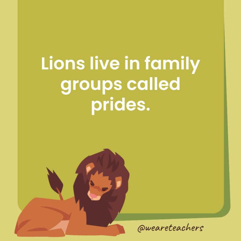 Lions live in family groups called prides.