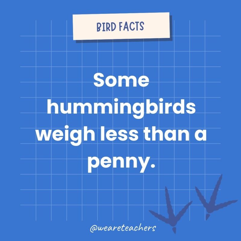 Some hummingbirds weigh less than a penny an example of animal facts.