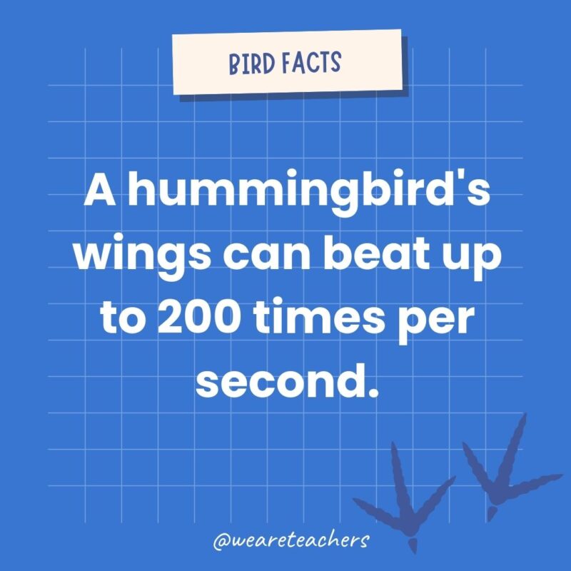 A hummingbird’s wings can beat up to 200 times per second to hover.