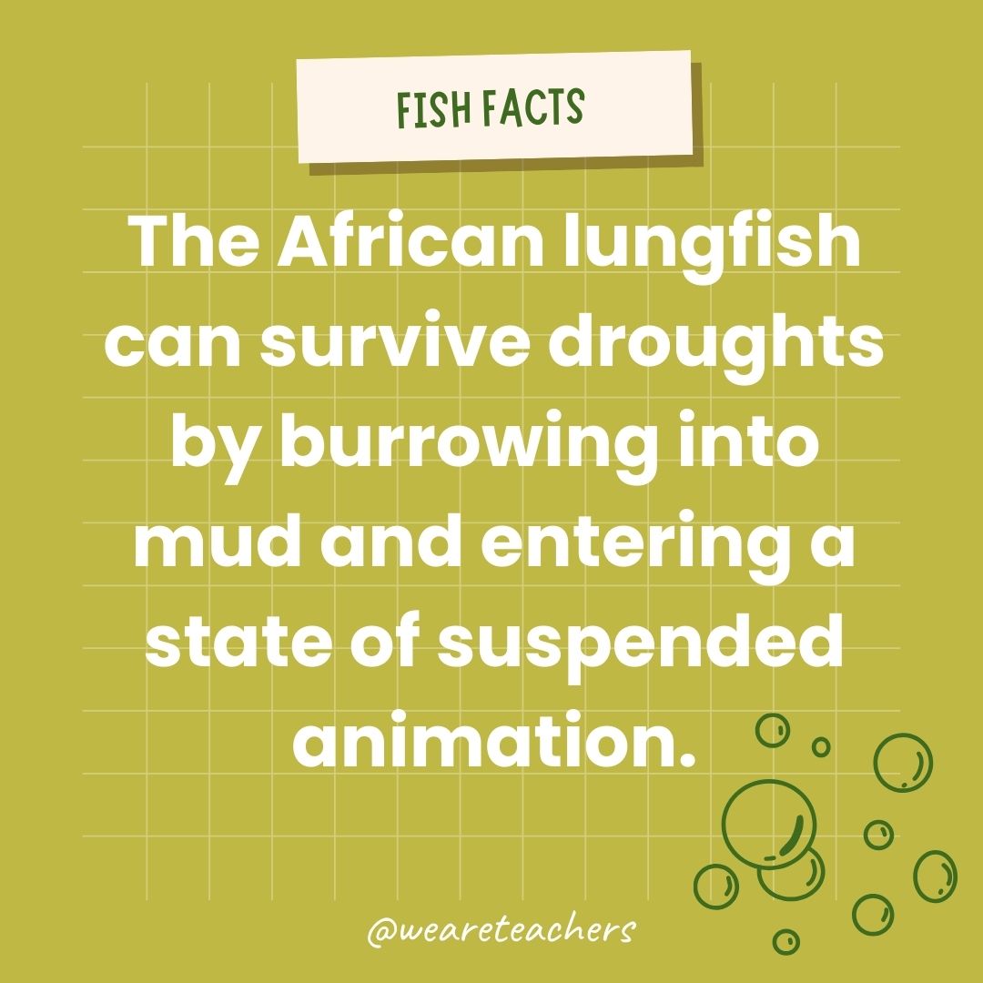 The African lungfish can survive droughts by burrowing into mud and entering a state of suspended animation.