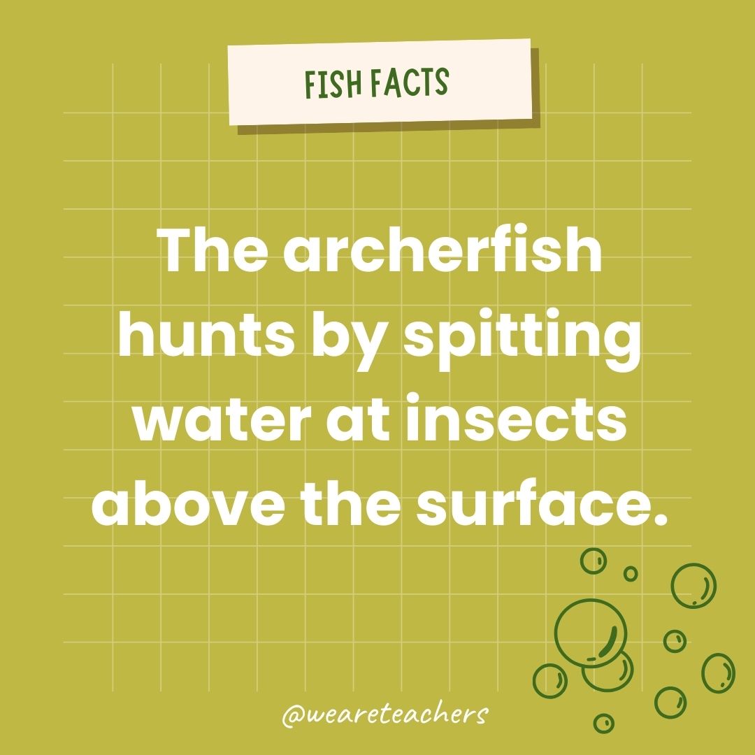 The archerfish hunts by spitting water at insects above the surface.