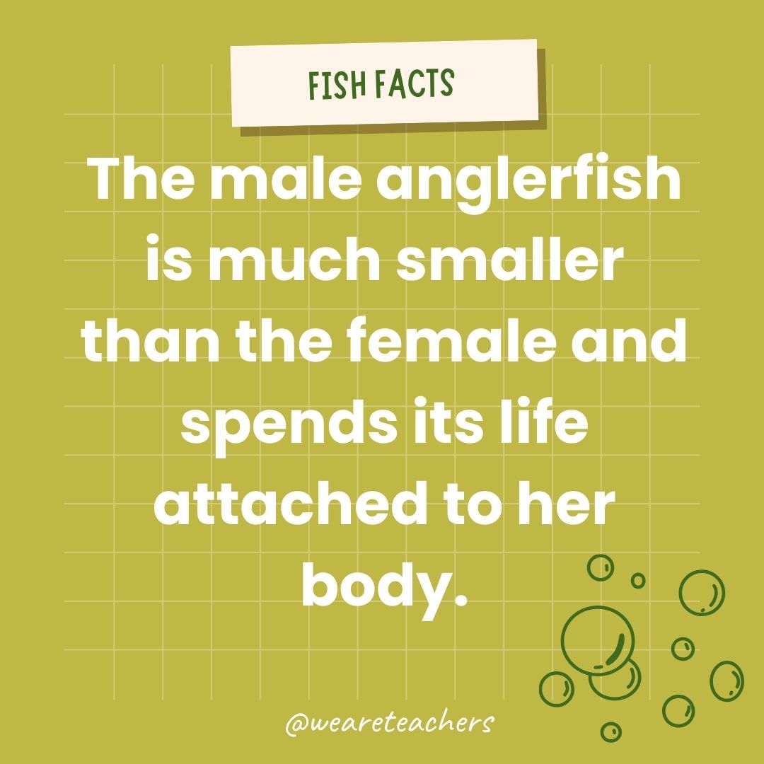 The male anglerfish is much smaller than the female and spends its life attached to her body.- animal facts