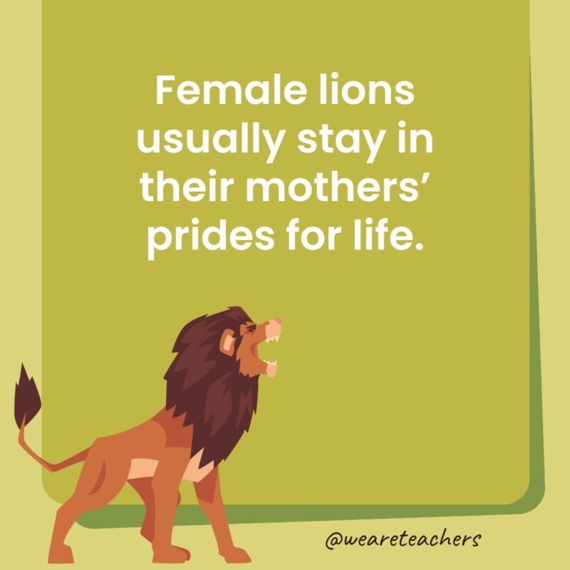 Female lions usually stay in their mothers’ prides for life.