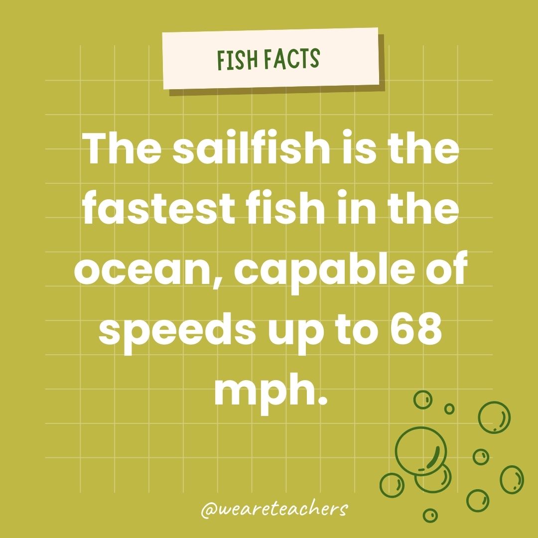 The sailfish is the fastest fish in the ocean, capable of speeds up to 68 mph.- animal facts