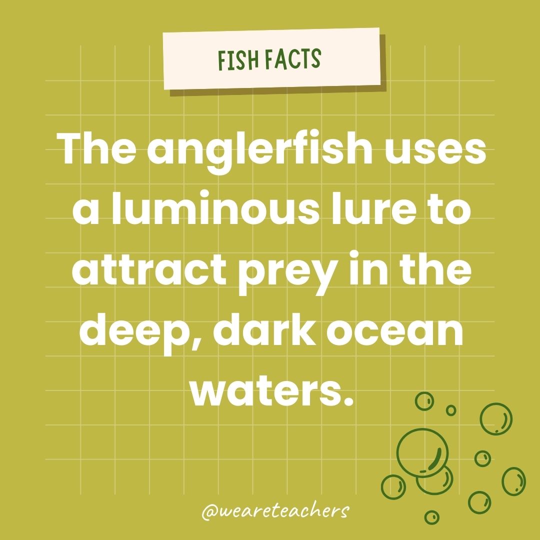 The anglerfish uses a luminous lure to attract prey in the deep, dark ocean waters.- animal facts